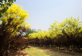 清馨園林苗木基地實錄